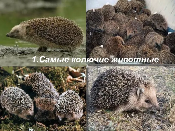 1.Самые колючие животные