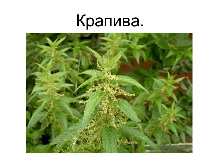 Крапива.