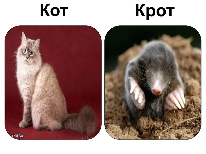 Кот Крот