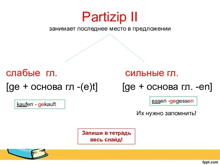 Partizip II занимает последнее место в предложении слабые гл. сильные гл.