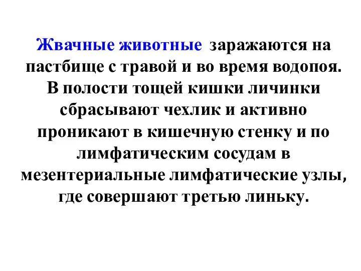 Жвачные животные заражаются на пастбище с травой и во время водопоя.