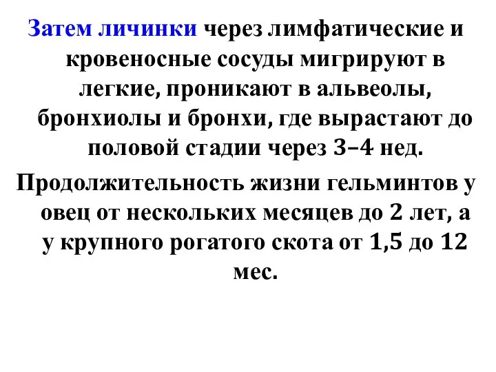 Затем личинки через лимфатические и кровеносные сосуды мигрируют в легкие, проникают