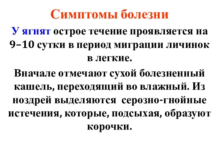 Симптомы болезни У ягнят острое течение проявляется на 9–10 сутки в