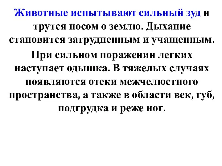 Животные испытывают сильный зуд и трутся носом о землю. Дыхание становится