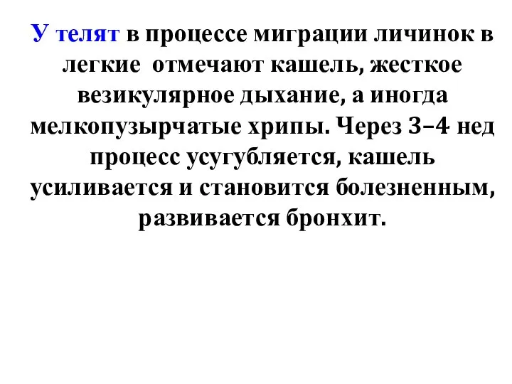 У телят в процессе миграции личинок в легкие отмечают кашель, жесткое