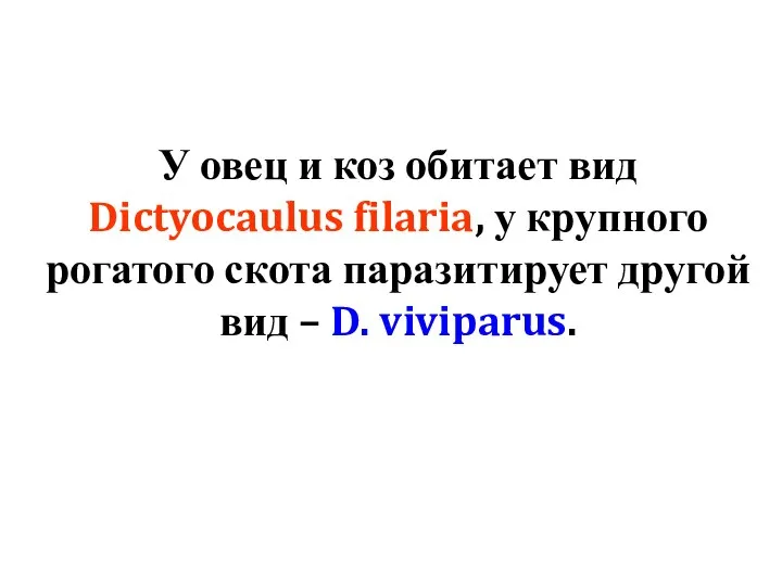 У овец и коз обитает вид Dictyocaulus filaria, у крупного рогатого