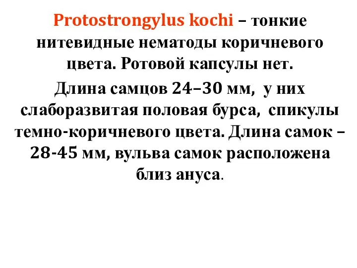 Protostrongylus kochi – тонкие нитевидные нематоды коричневого цвета. Ротовой капсулы нет.