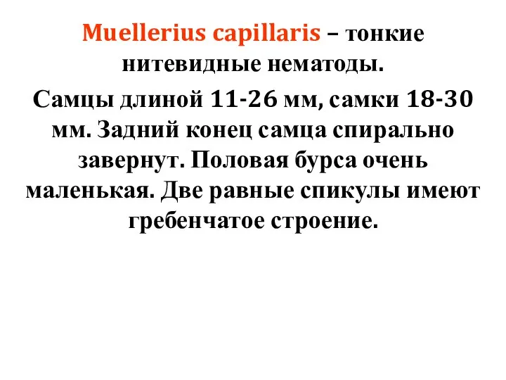 Muellerius capillaris – тонкие нитевидные нематоды. Самцы длиной 11-26 мм, самки