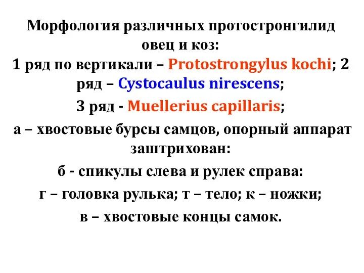 Морфология различных протостронгилид овец и коз: 1 ряд по вертикали –