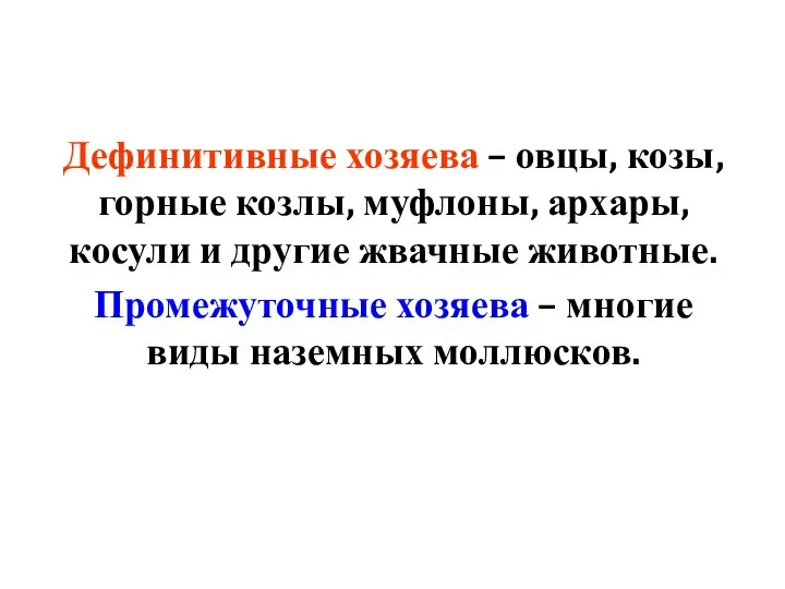 Дефинитивные хозяева – овцы, козы, горные козлы, муфлоны, архары, косули и