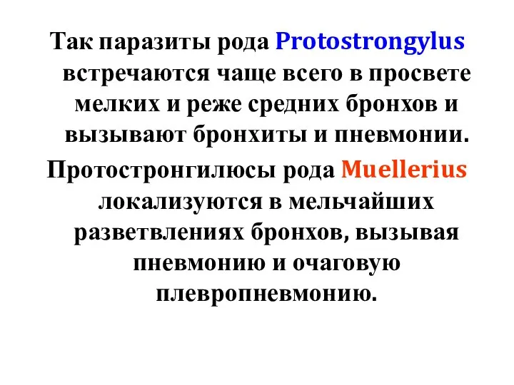 Так паразиты рода Protostrongylus встречаются чаще всего в просвете мелких и