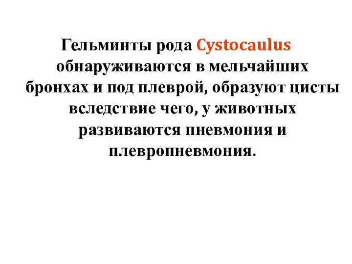 Гельминты рода Cystocaulus обнаруживаются в мельчайших бронхах и под плеврой, образуют