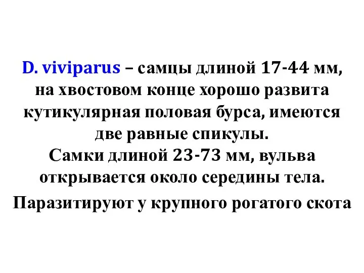 D. viviparus – самцы длиной 17-44 мм, на хвостовом конце хорошо