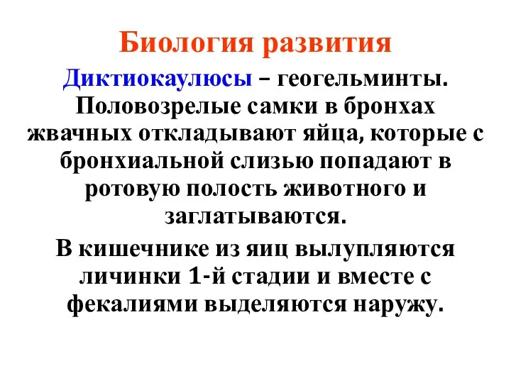 Биология развития Диктиокаулюсы – геогельминты. Половозрелые самки в бронхах жвачных откладывают