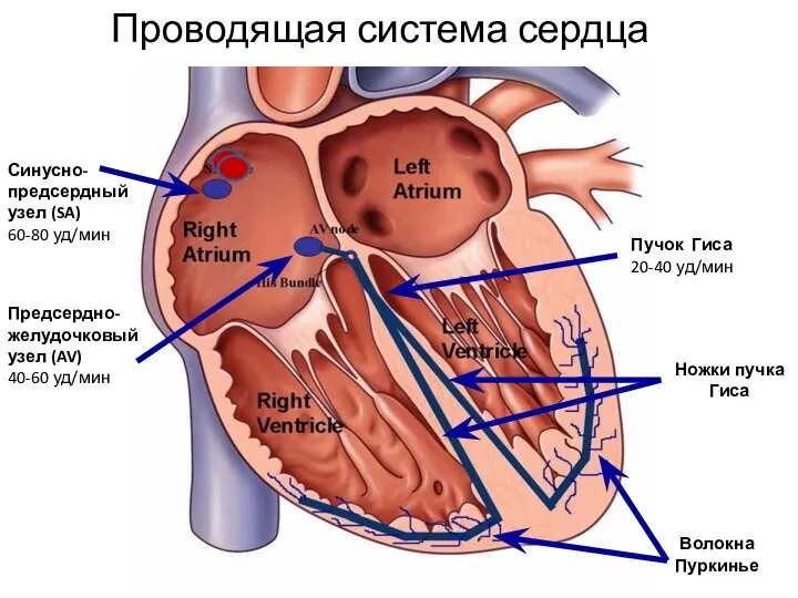 Проводящая система сердца Синусно-предсердный узел (SA) 60-80 уд/мин Предсердно-желудочковыйузел (AV) 40-60