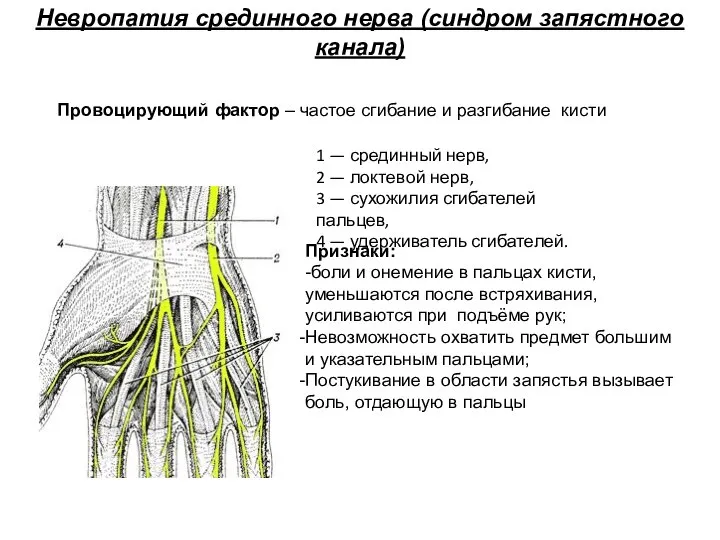 1 — срединный нерв, 2 — локтевой нерв, 3 — сухожилия