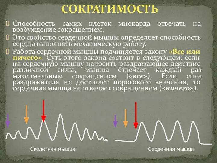 Способность самих клеток миокарда отвечать на возбуждение сокращением. Это свойство сердечной