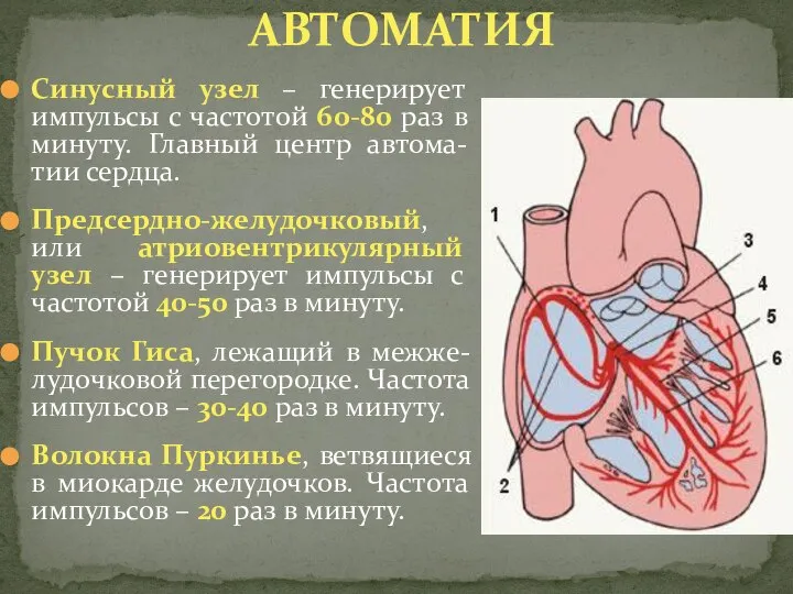 Синусный узел – генерирует импульсы с частотой 60-80 раз в минуту.