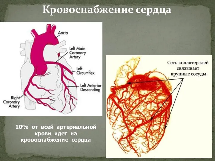 Кровоснабжение сердца 10% от всей артериальной крови идет на кровоснабжение сердца