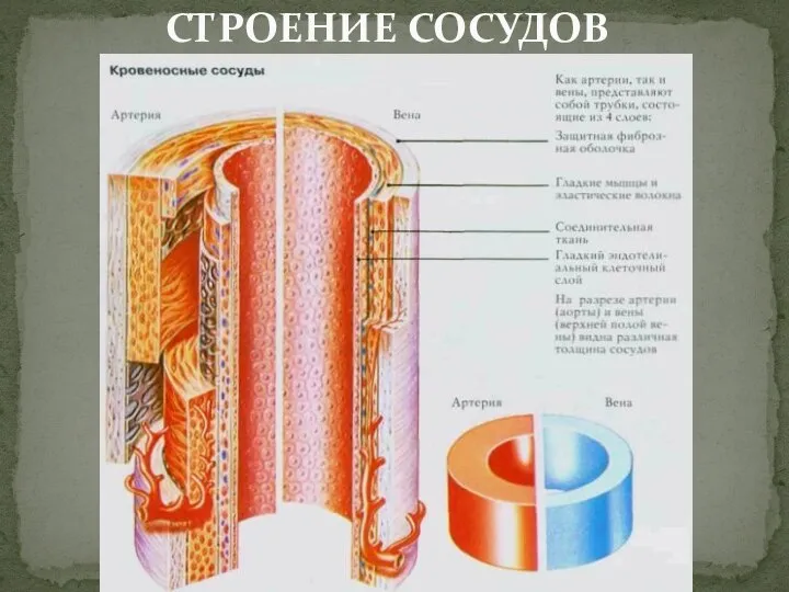 СТРОЕНИЕ СОСУДОВ