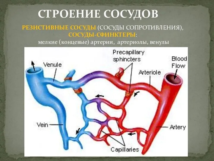 СТРОЕНИЕ СОСУДОВ РЕЗИСТИВНЫЕ СОСУДЫ (СОСУДЫ СОПРОТИВЛЕНИЯ), СОСУДЫ-СФИНКТЕРЫ: мелкие (концевые) артерии, артериолы, венулы