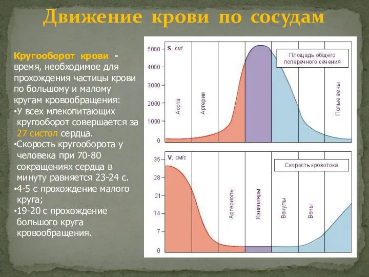 Движение крови по сосудам Кругооборот крови - время, необходимое для прохождения