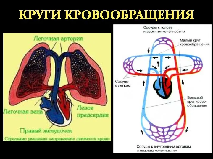 КРУГИ КРОВООБРАЩЕНИЯ