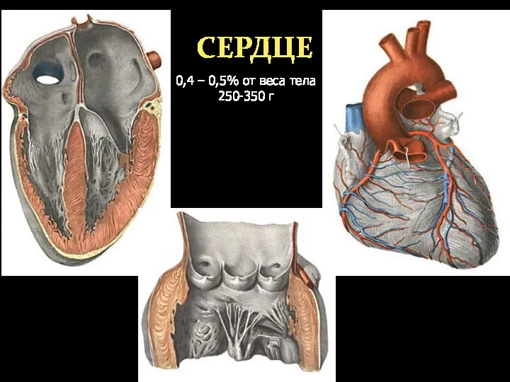 СЕРДЦЕ 0,4 – 0,5% от веса тела 250-350 г