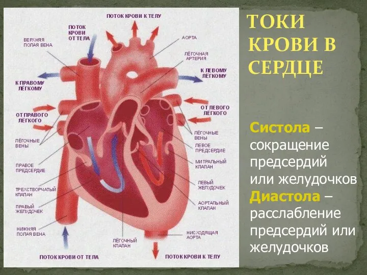 ТОКИ КРОВИ В СЕРДЦЕ Систола – сокращение предсердий или желудочков Диастола – расслабление предсердий или желудочков