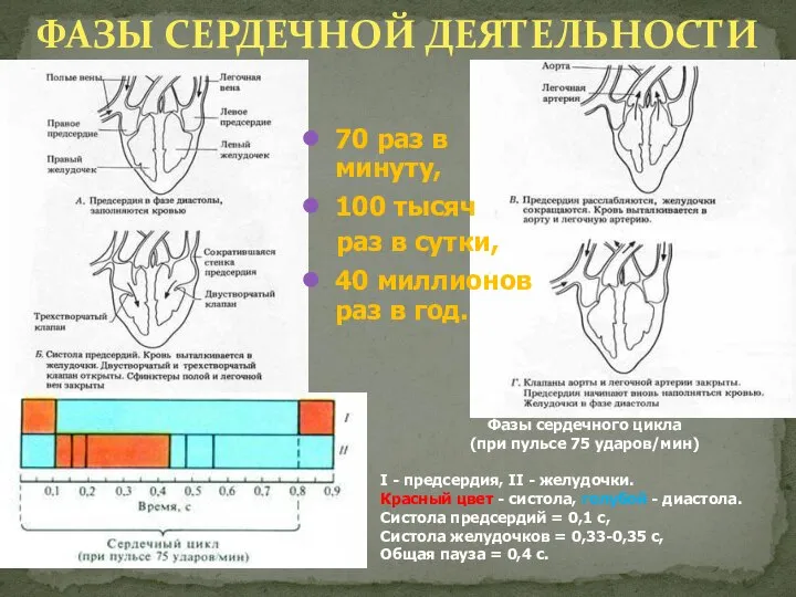 ФАЗЫ СЕРДЕЧНОЙ ДЕЯТЕЛЬНОСТИ Фазы сердечного цикла (при пульсе 75 ударов/мин) I