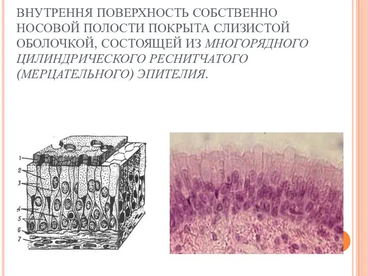 ВНУТРЕННЯ ПОВЕРХНОСТЬ СОБСТВЕННО НОСОВОЙ ПОЛОСТИ ПОКРЫТА СЛИЗИСТОЙ ОБОЛОЧКОЙ, СОСТОЯЩЕЙ ИЗ МНОГОРЯДНОГО ЦИЛИНДРИЧЕСКОГО РЕСНИТЧАТОГО (МЕРЦАТЕЛЬНОГО) ЭПИТЕЛИЯ.