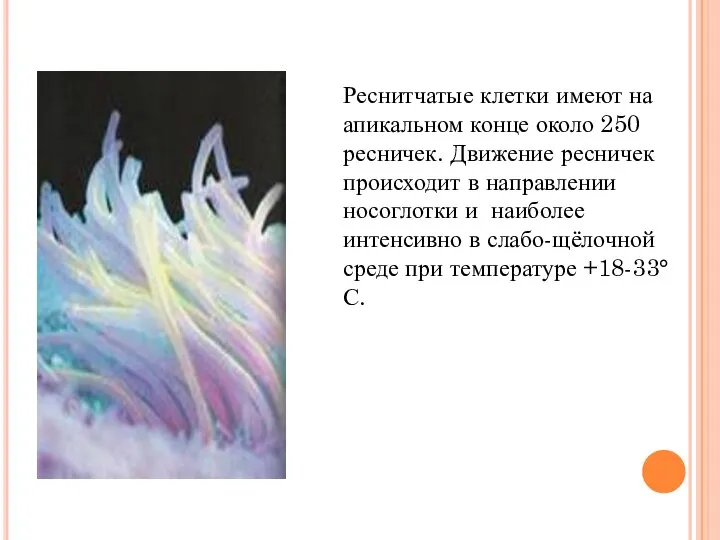 Реснитчатые клетки имеют на апикальном конце около 250 ресничек. Движение ресничек