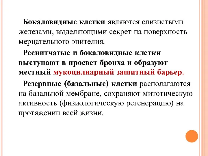 Бокаловидные клетки являются слизистыми железами, выделяющими секрет на поверхность мерцательного эпителия.