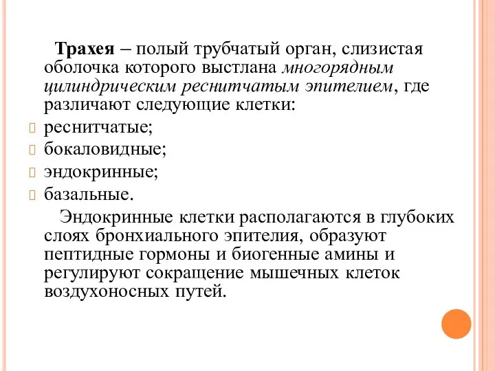 Трахея – полый трубчатый орган, слизистая оболочка которого выстлана многорядным цилиндрическим