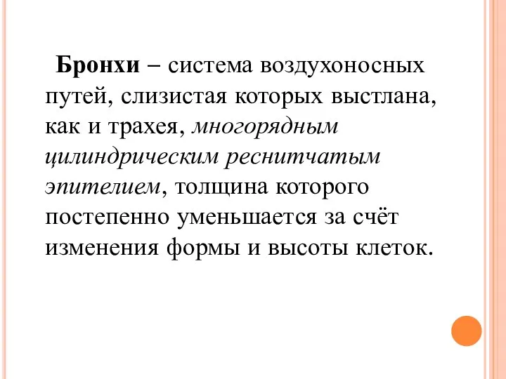 Бронхи – система воздухоносных путей, слизистая которых выстлана, как и трахея,