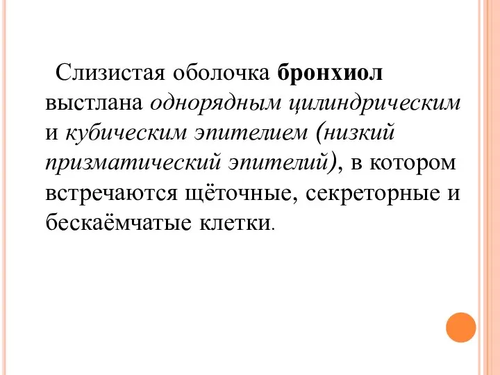 Слизистая оболочка бронхиол выстлана однорядным цилиндрическим и кубическим эпителием (низкий призматический