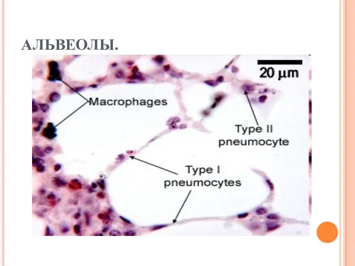 АЛЬВЕОЛЫ.