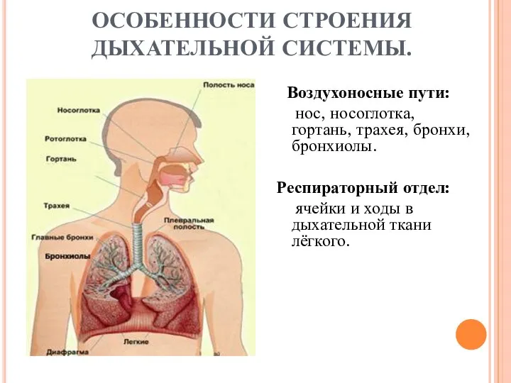 ОСОБЕННОСТИ СТРОЕНИЯ ДЫХАТЕЛЬНОЙ СИСТЕМЫ. Воздухоносные пути: нос, носоглотка, гортань, трахея, бронхи,