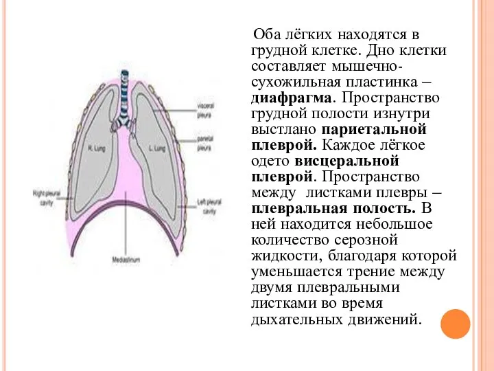 Оба лёгких находятся в грудной клетке. Дно клетки составляет мышечно-сухожильная пластинка