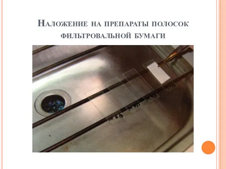 Наложение на препараты полосок фильтровальной бумаги