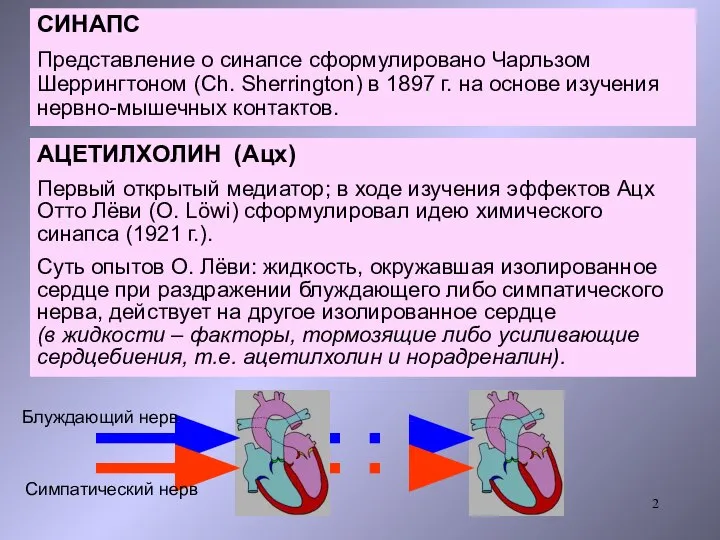 СИНАПС Представление о синапсе сформулировано Чарльзом Шеррингтоном (Ch. Sherrington) в 1897