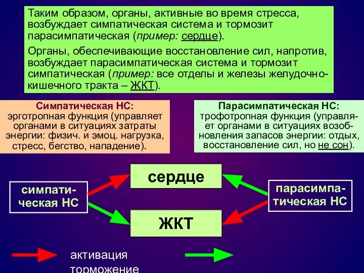 Cимпатическая НС: эрготропная функция (управляет органами в ситуациях затраты энергии: физич.