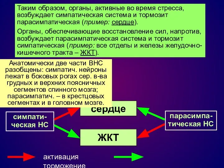 Таким образом, органы, активные во время стресса, возбуждает симпатическая система и