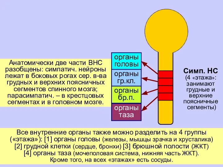 Анатомически две части ВНС разобщены: симпатич. нейроны лежат в боковых рогах