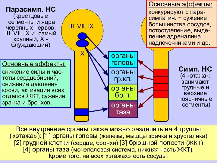 Все внутренние органы также можно разделить на 4 группы («этажа»): [1]