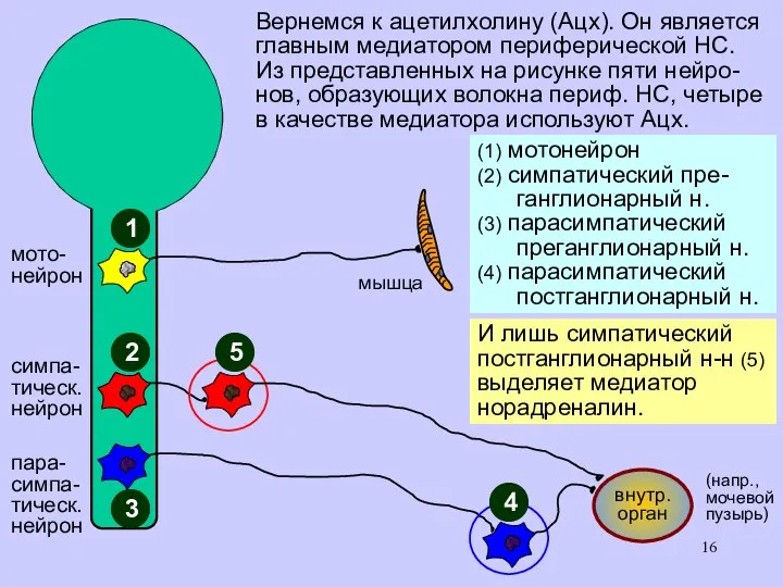 Вернемся к ацетилхолину (Ацх). Он является главным медиатором периферической НС. Из