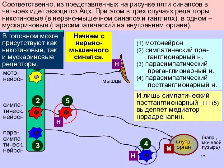 (1) мотонейрон (2) симпатический пре-ганглионарный н. (3) парасимпатический преганглионарный н. (4)