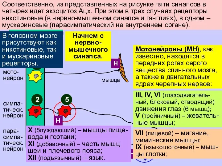 Соответственно, из представленных на рисунке пяти синапсов в четырех идет экзоцитоз