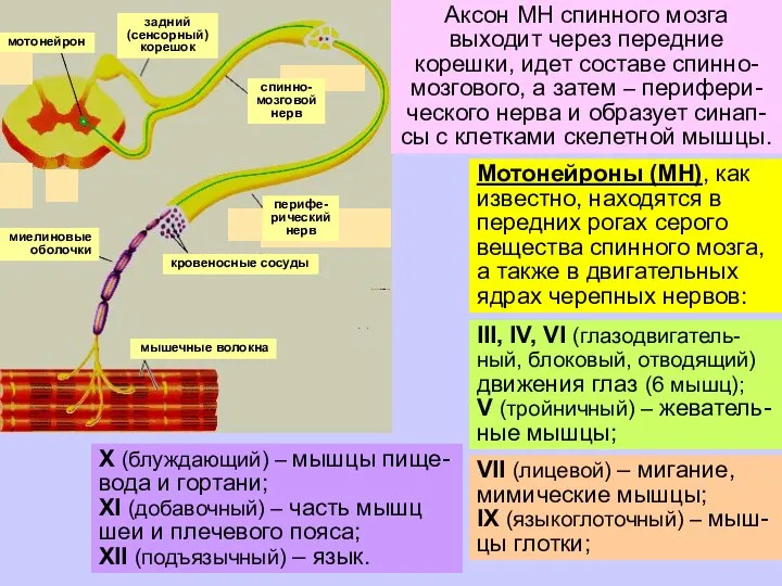 Мотонейроны (МН), как известно, находятся в передних рогах серого вещества спинного