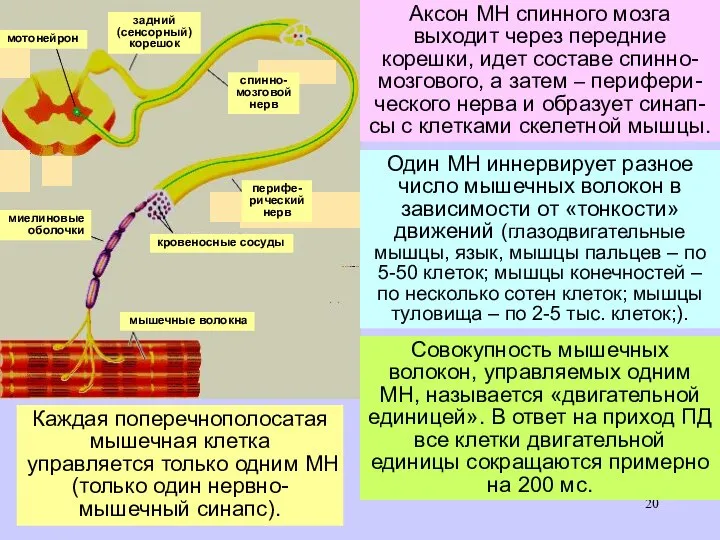 Аксон МН спинного мозга выходит через передние корешки, идет составе спинно-мозгового,